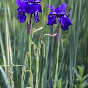 Blaue Schwertlilie